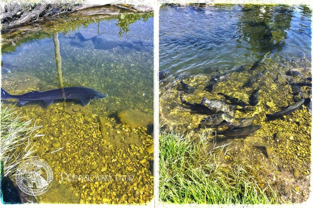 Appartamento Premyslovsky Dvur Slezske Pavlovice Esterno foto